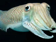 Cefalopodele au trecut un test cognitiv conceput pentru copiii umani Cefalopodele au trecut un test cognitiv