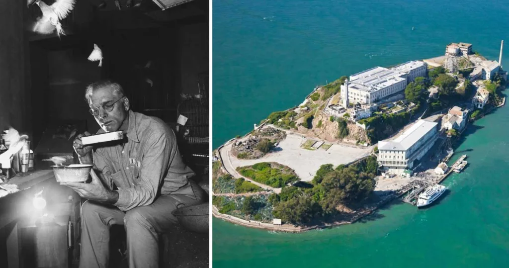 Omul Pasăre alcatraz