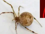 Primii păianjeni din lume modificați genetic cu CRISPR produc mătase roșie fluorescentă pe care o eliberează prin fund modificați genetic cu CRISPR păianjeni