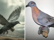 10 curiozități despre porumbelul călător, o specie dispărută în condiții dramatice porumbelul călător