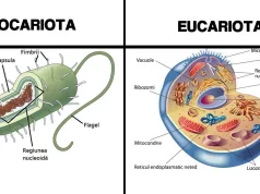procariote eucariote