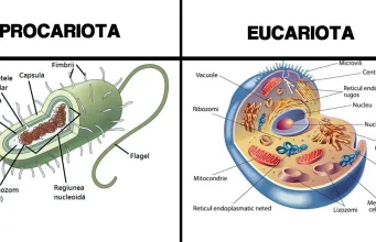 procariote eucariote