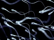 Cât timp supraviețuiește sperma umană? Cât timp supraviețuiește sperma umană