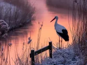 Barza albă: curiozități și lucruri fascinante despre barză curiozități despre barză