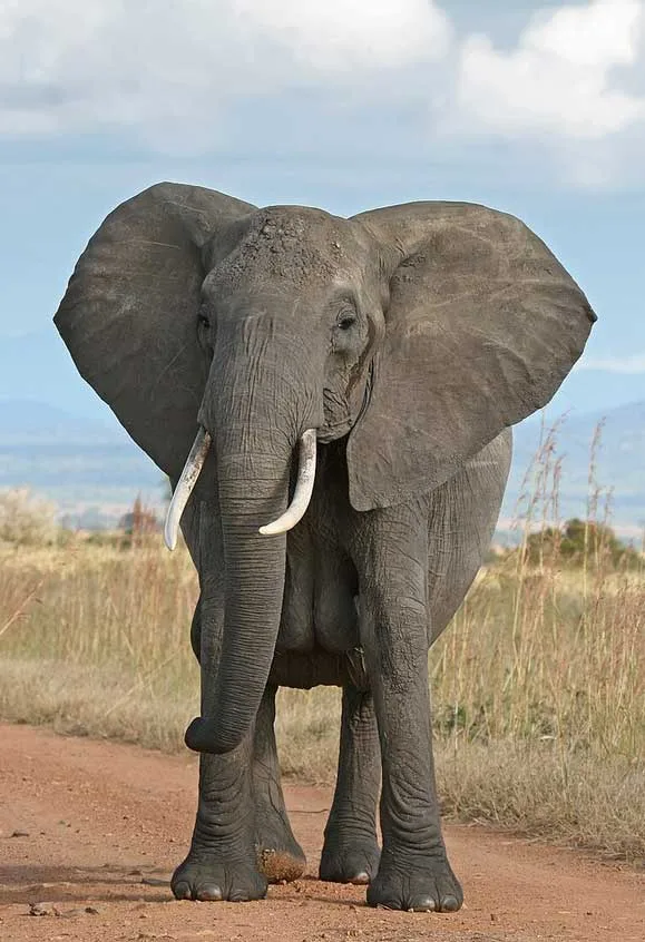 elefant african