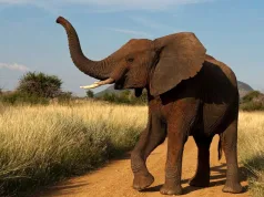 elefant curiozități