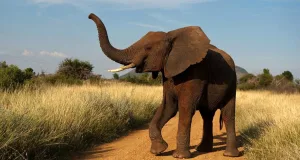 elefant curiozități