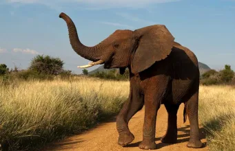 elefant curiozități