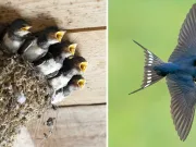 Rândunica: curiozități și legende despre pasărea care ne-a făcut copilăria mai frumoasă rândunica curiozități