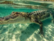 De ce mănâncă aligatorii pietre? Știința din spatele unui truc preistoric de supraviețuire De ce mănâncă aligatorii pietre? Știința din spatele unui truc preistoric de supraviețuire