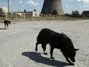 Fantomele vii de la Cernobîl. ADN-ul câinilor abandonați în 1986 dezvăluie un secret neașteptat câinii de la cernobîl