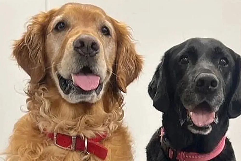 Câinii pot detecta un semn secret al bolii Parkinson