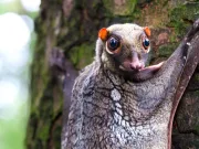 Acest „lemurian zburător” nu este lemurian și nu zboară. Ai auzit de colugo, cea mai apropiată rudă în viață a omului, în afara primatelor? colugo lemurian zburător