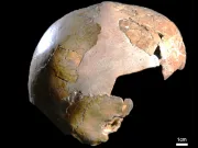 Jumătate om, jumătate neanderthal? O nouă analiză a unui craniu de copil de acum 140.000 de ani aruncă în aer teoriile craniu de copil 140.000 de ani