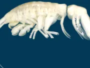 L-au numit „Frumoasa Dulce”. Cine este, de fapt, misteriosul prădător descoperit la 8.000 de metri adâncime