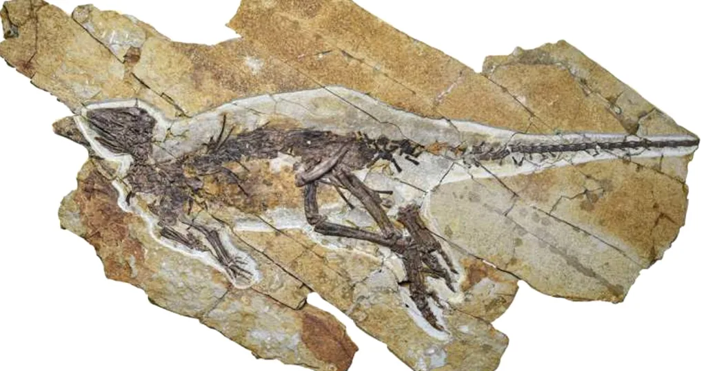 pulao dinozaurul care ciripea