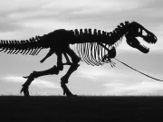 Dacă păsările sunt dinozauri, de ce niciuna nu este la fel de mare ca T. Rex? Dacă păsările sunt dinozauri, de ce nu sunt uriaşe