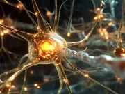 Timp de decenii, ştiința a înțeles greșit dopamina. Modul „secret” în care acționează în creier înțeles greșit dopamina