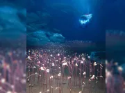 O lume nouă, descoperită la 9.500 de metri în adâncuri: mii de creaturi trăiesc în întuneric total trăiesc în întuneric total