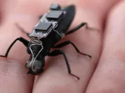 Oamenii de știință au transformat o insectă într-un erou: gândacul cyborg ar putea fi singura speranță sub dărâmături gândacul cyborg