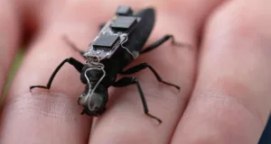 gândacul cyborg