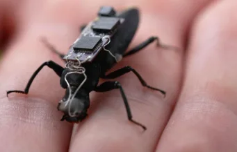 gândacul cyborg