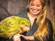 Kākāpō, un papagal gras și nezburător care trăiește aproape 100 de ani, are un ritual de împerechere foarte bizar kākāpō papagal