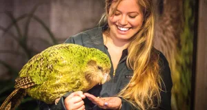 kākāpō papagal