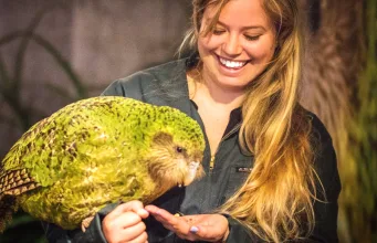 kākāpō papagal