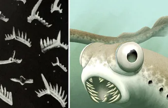 cea mai ascuțită mușcătură conodont