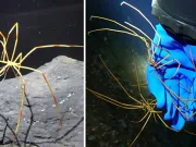 Nu este o iluzie: creatura din Antarctica care respiră și digeră prin picioare. Modul în care supraviețuiește sfidează imaginația