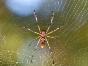 Trichonephila clavipes: păianjenul care ţese pânze gigantice din „mătase de aur”. Cât de periculos este Trichonephila clavipes: păianjenul care ţese pânze gigantice din „mătase de aur”