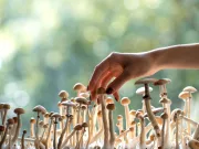 ciupercile magice psilocibina