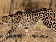 Adevărul uimitor despre Regele Ghepard: misterul pe care doar pisicile l-au putut rezolva