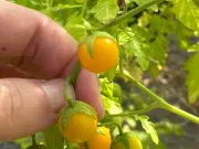 Planta din misterioasele Insule Galapagos care pare să evolueze în sens invers roșii evolueze în sens invers insulele galapagos