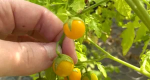 roșii evolueze în sens invers insulele galapagos