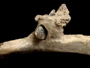 O coastă umană de 4.000 de ani ascunde un secret: de ce supraviețuitorul unui atac brutal nu și-a scos niciodată săgeata din spate coastă umană de 4.000 de ani