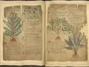 De ce „medicina băbească” din Evul Mediu era, de fapt, mai avansată decât credeai medicina babască