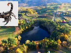 scorpioni veninoși buzău