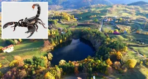 scorpioni veninoși buzău