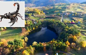 scorpioni veninoși buzău