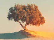 Motivul pentru care acești smochini din Africa sunt numiți „fabrici de piatră” de către oamenii de știință smochini fabrici de piatră africa carbonat de calciu