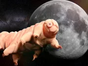 există viață pe lună tardigrade