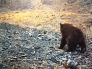 Cel mai rar urs din lume ursul gobi