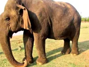 Cel mai bătrân elefant s-a stins la 100 de ani. Povestea sa de viață este mai fascinantă decât moartea sa