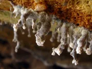 Poate exista viaţă fără Soare? O sursă de energie complet nouă pentru viață a fost descoperită adânc sub pământ viaţă fără Soare