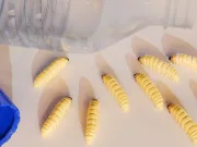 Soluția la criza plasticului nu este reciclarea, ci digestia. Cum se îngrașă aceste omizi mâncând plastic omizi mâncând plastic