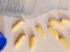 omizi mâncând plastic