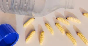 omizi mâncând plastic