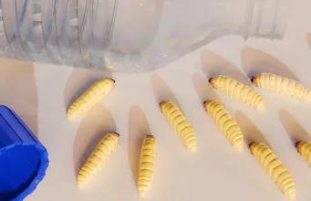 omizi mâncând plastic